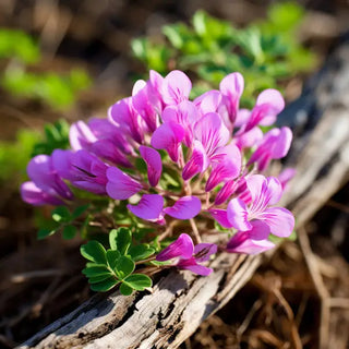 Ancient Anti-Aging Secret: Cycloastragenol and Cycloastragenol Supplement
