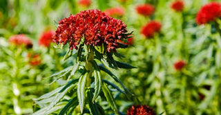 Ancient Herb Is Your Secret Weapon Against Aging
