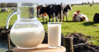 Old Wives Tale or Real Problem? Milk and Mucus Secretion
