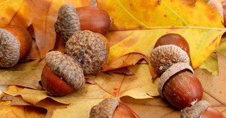 The Surprising Superfood in Your Own Backyard
