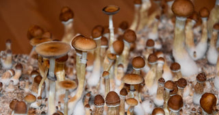 This Healing Food Can Help Relieve Depression
