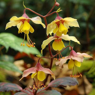 Understanding Epimedium: The Amazing Anti-Aging Benefits of the Herb Called Bishop's Hat
