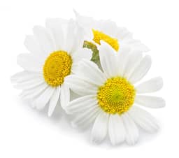 
Chamomile Flower

