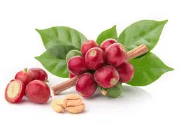 
Coffee Fruit Extract

