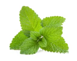
Lemon Balm


