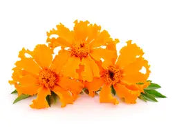 
Marigold Flower

