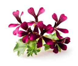 
Pelargonium Sidoides

