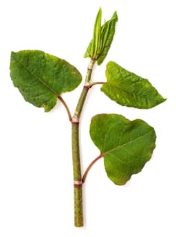 
Polygon Cuspidatum Root

