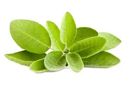 
Sage Leaf


