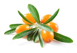 
Sea Buckthorn

